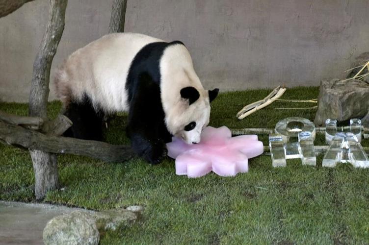 Japan bids teary farewell to pandas sent to reserve in China