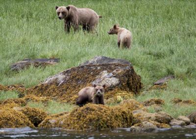 Two charged in July death of grizzly bear on Texada Island in B.C.