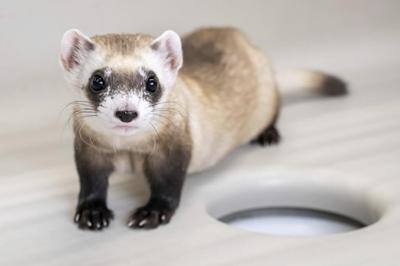 Cloning makes three: Two more endangered ferrets are gene copies of critter frozen in 1980s