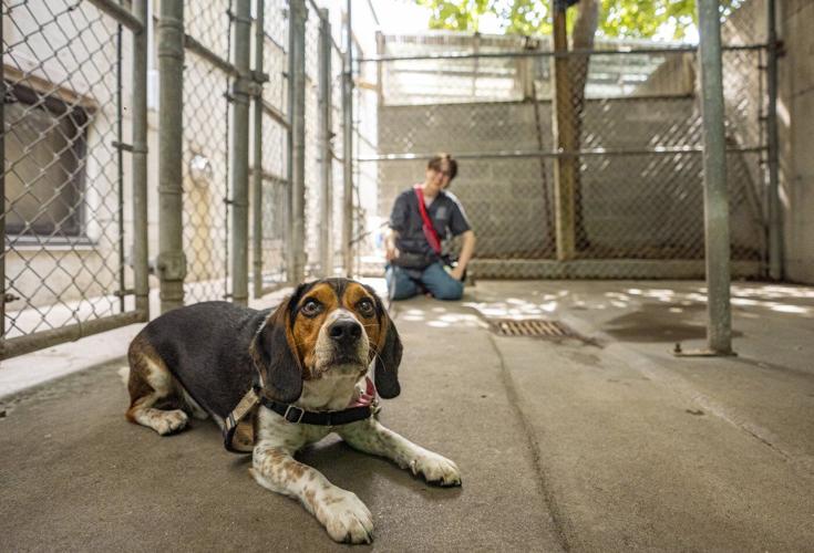 Pet abandonments in Quebec used to spike around Canada Day; now they're year-round