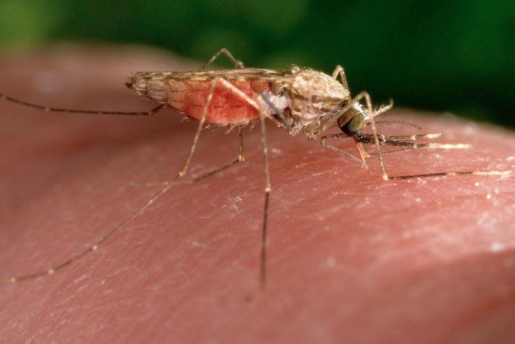 Swiss medicines authority issues first approval for antimalarial drug for treatment of infants