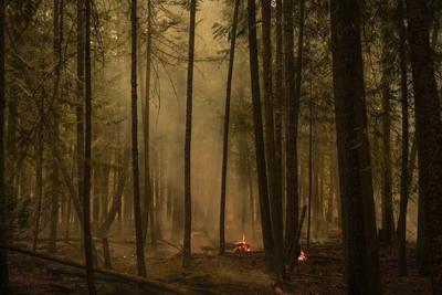 Canadians unified on forest protection although wildfire cause divisive: poll