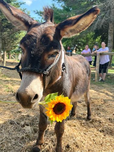 'Long walks around the farm': Ontario miniature donkey's dating profile goes viral