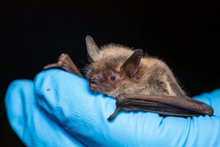 B.C. bats 'do not know the border' — and Trump funding cuts may put them in peril