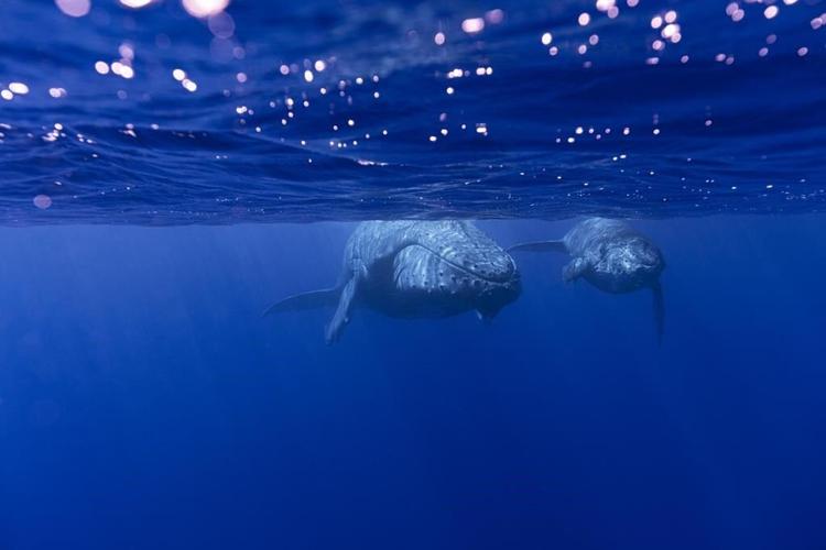 How do whales sing? Scientists point to a specialized voice box that other animals don't have