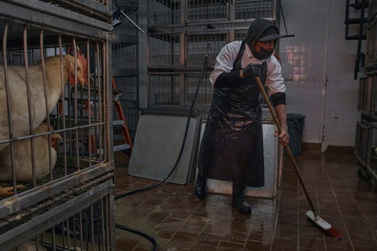Live poultry markets ordered shut in New York City because of avian flu outbreak