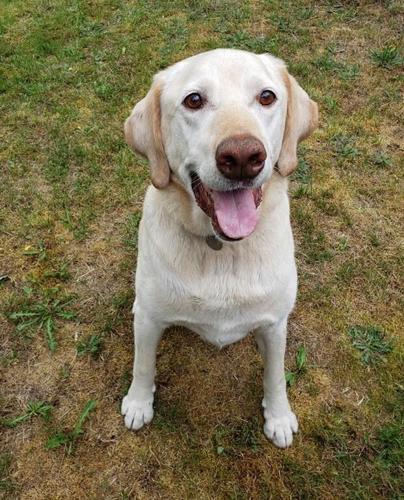 'Hugo is fine': RCMP say Richmond, B.C., resident harassed over false cruelty claim