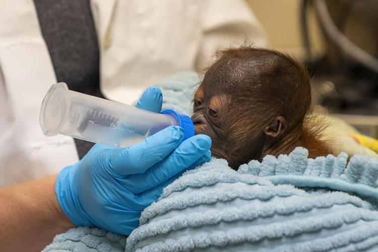 Endangered Bornean orangutan born at Busch Gardens in Florida