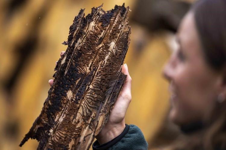 Bark beetles are eating through Germany's Harz forest. Climate change is making matters worse