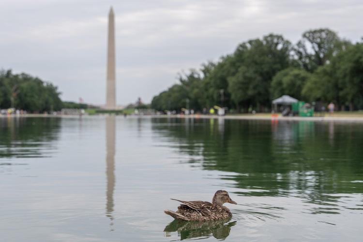 Troubled Reflecting Pool faces fresh scrutiny over vandalism claims and duck deaths