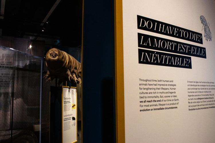 'Death is everywhere:' Alberta art exhibit on mortality is actually full of life
