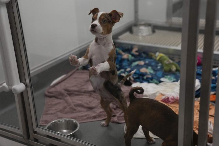 Puppies rescued from flood-stricken Texas arrive at Chicago shelter