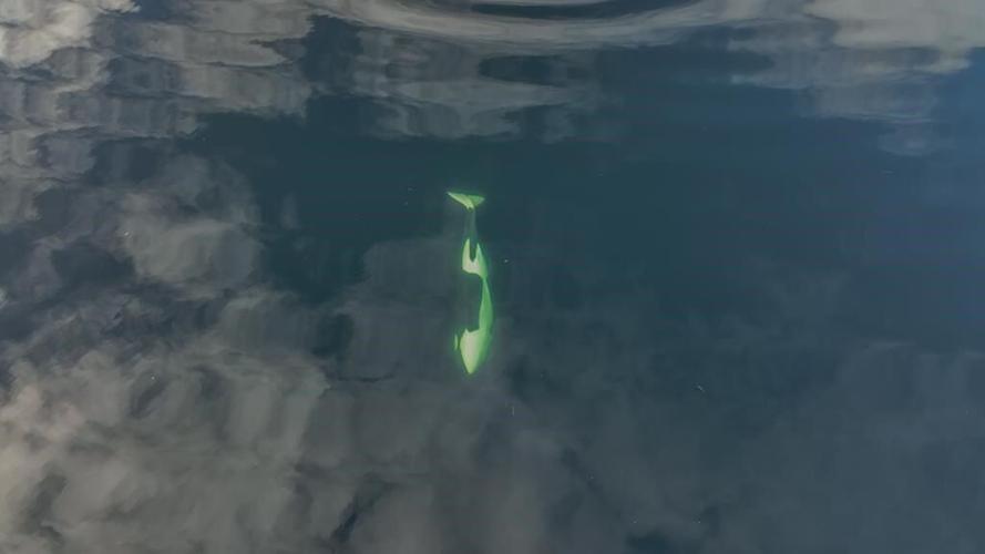 Drone images show trapped B.C. orca calf is healthy female, Fisheries Department says