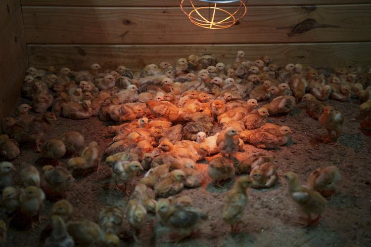 Shipment of thousands of chicks found abandoned in USPS truck now overwhelming an animal shelter