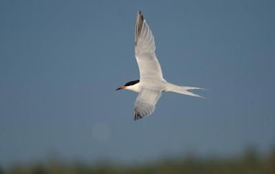 Un parc éolien approuvé en N.-É. menace des oiseaux en voie de disparition