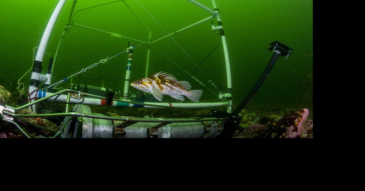 Knock, knock, who's there? B.C. biologists identify unique sounds of 8 ...