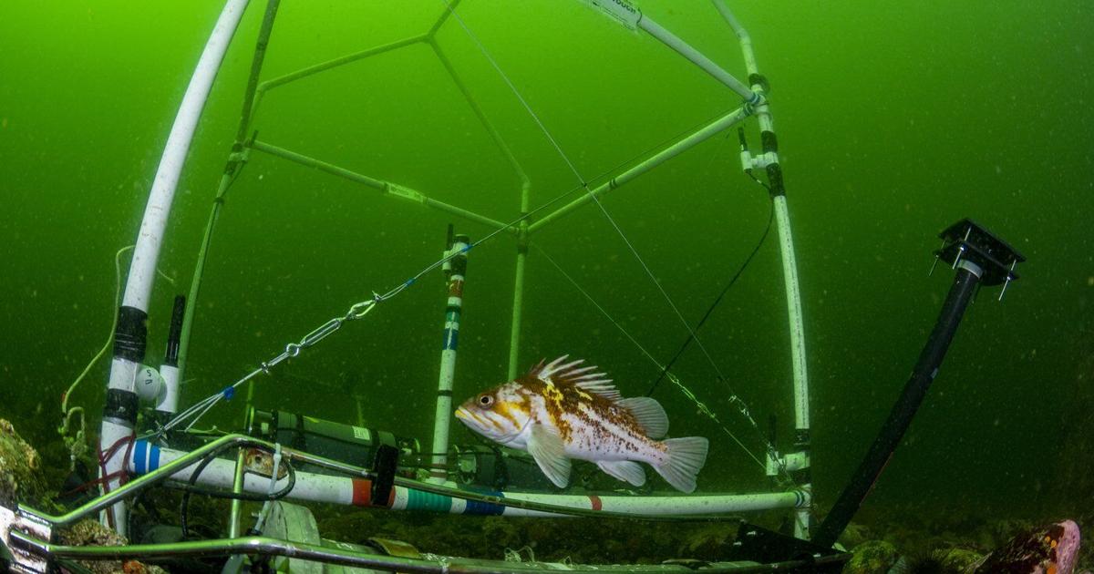Fish Beep Knock, knock, who's there? B.C. biologists identify unique sounds of 8 ...
