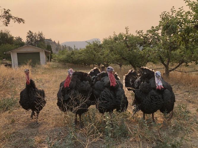 'We will lose a lot of our annual crops': B.C. farmers face losses due to wildfires
