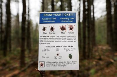 Lyme disease cases on rise in Quebec, with more towns in endemic zone