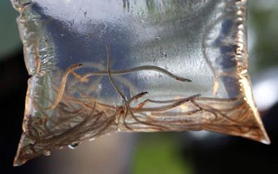 Ottawa delays meetings for unpopular plan to redistribute elver fishery quotas