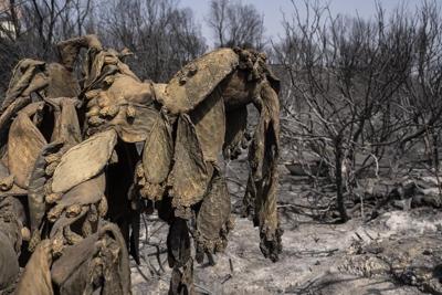 Greece's government is planning tougher penalties for arson following a spate of wildfires