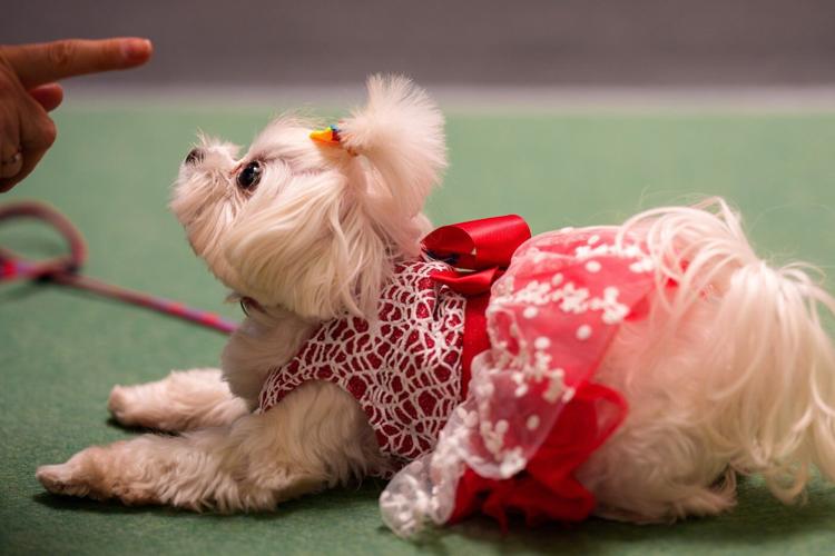 Photos of pets dressed up in costumes for Romania’s annual animal expo