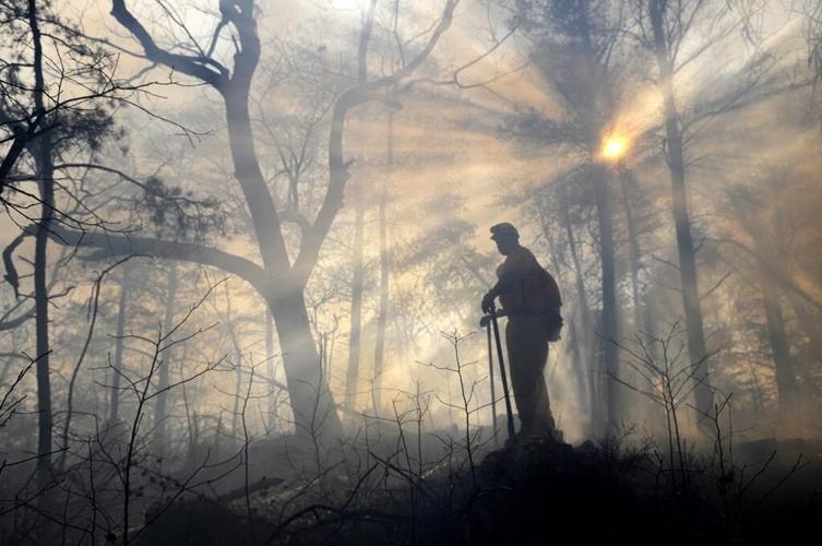 A US pine species thrives when burnt. Southerners are rekindling a 'fire culture' to boost its range