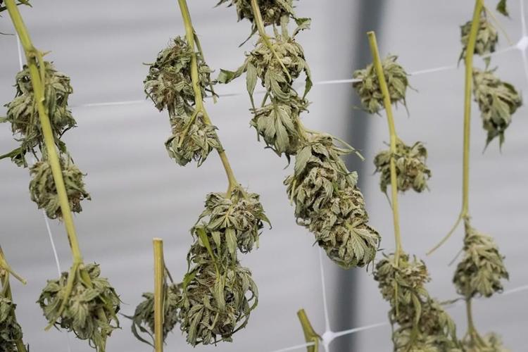 Minnesota board: Moorhead-made THC gummies are too potent