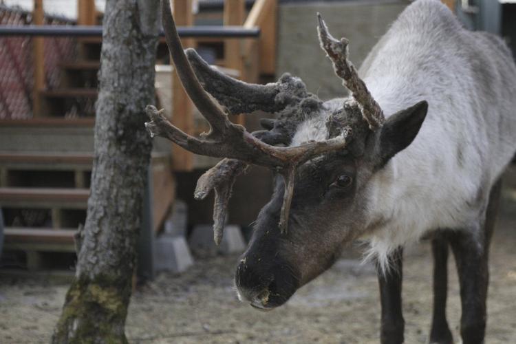 Beloved Anchorage pet reindeer euthanized after someone tampered with pen, possibly poisoned him