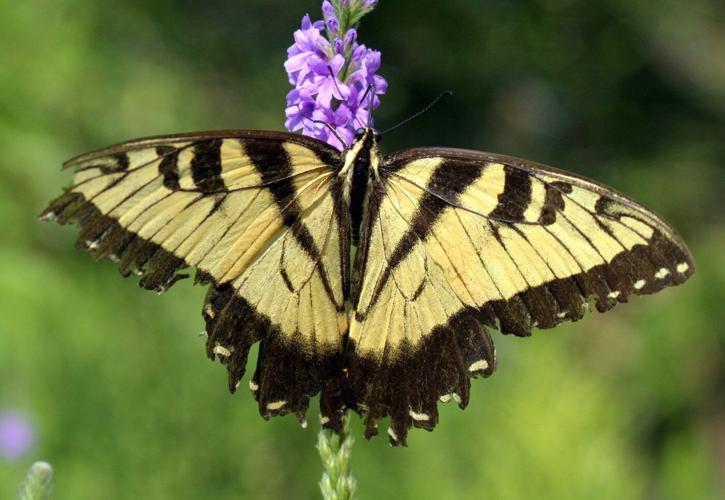 Give caterpillars a 'soft landing' under your trees. The ecosystem will thank you