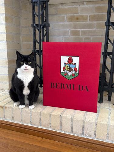 It's the 'purr-fect' job. Britain's top feline diplomat comes out of retirement