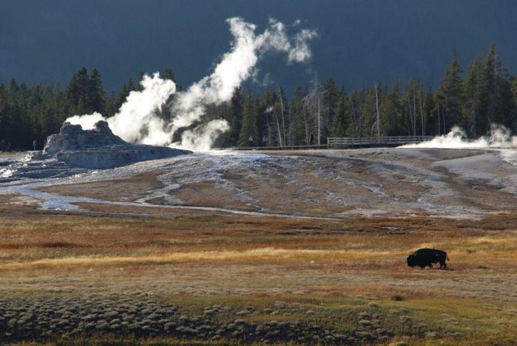 Bison gores man in Yellowstone after visitors get too close