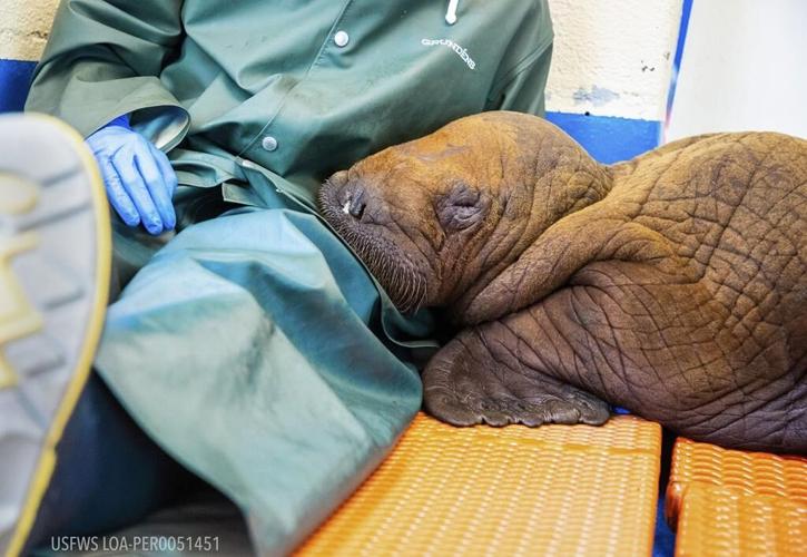 ‘Cuddling’: Just what the doctor ordered for rescued walrus calf in Alaska