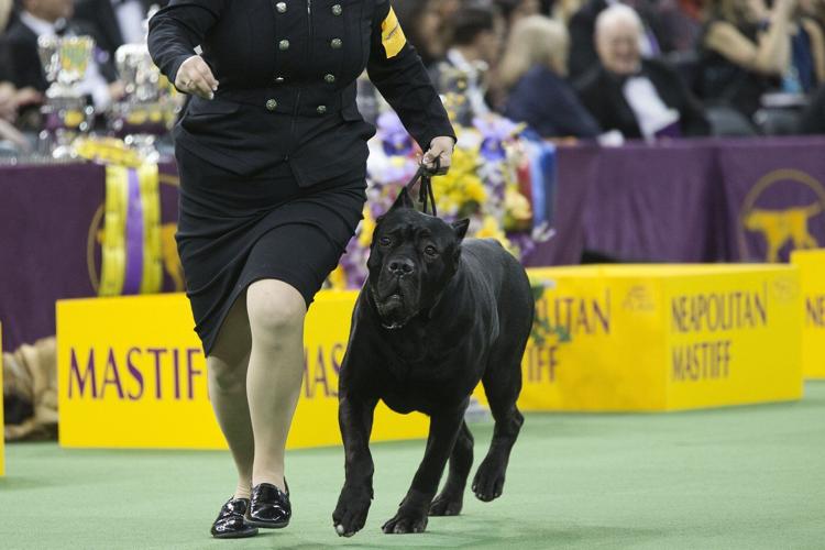 French bulldog is still top US breed, but is another gaining momentum? Of corso