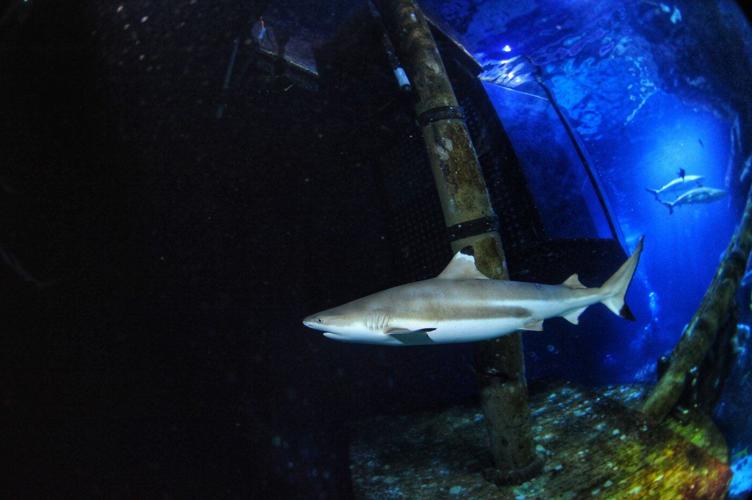 Sharks are famous for fearsome teeth, but ocean acidification could make them weaker