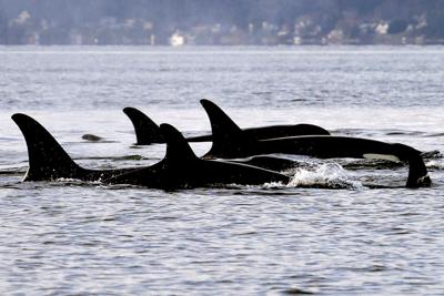In good news for J-pod, killer whale calf is a female