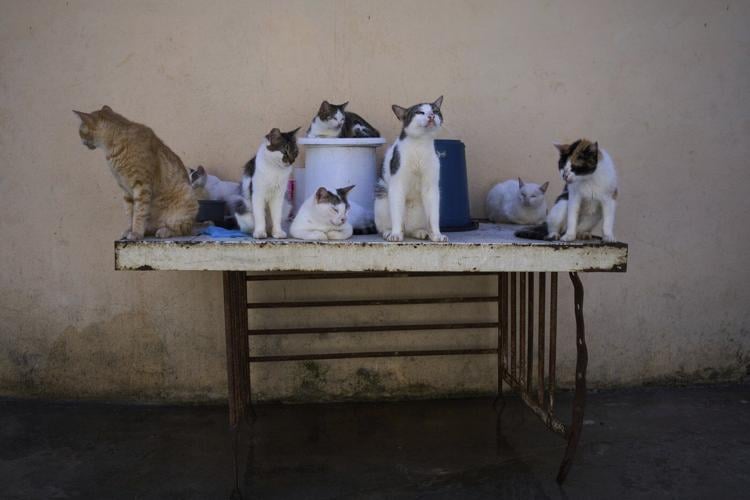 Cuban animal lovers struggle to feed stray cats and dogs as economic crisis bites