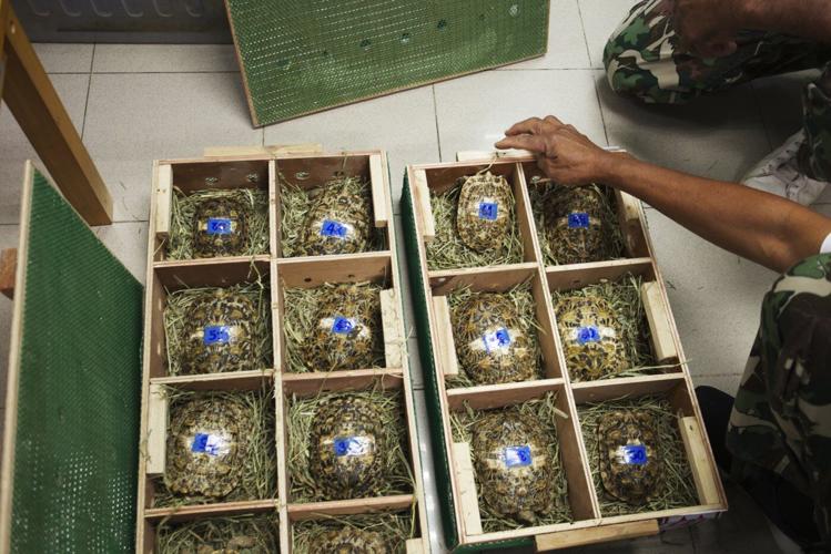 Thais send smuggled tortoises home to Tanzania as evidence against suspected wildlife traffickers