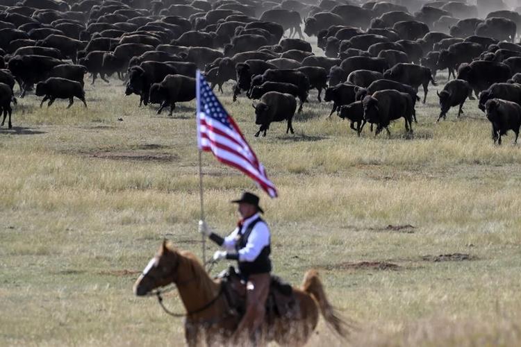 Rounded up! South Dakota cowboys and cowgirls rustle up hundreds of bison in nation's only roundup