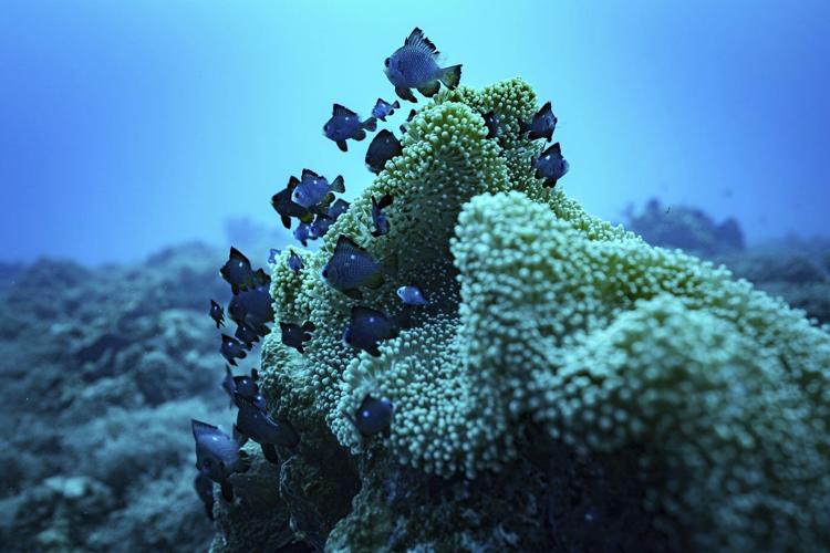 Nations ratify the world's first treaty to protect international waters