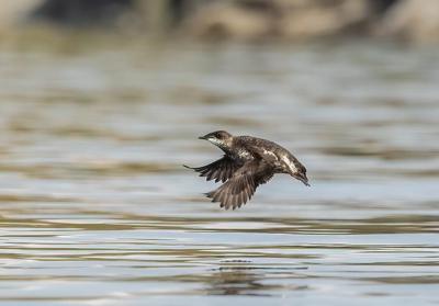 Le fédéral est contraint de protéger les habitats essentiels des oiseaux migratoires