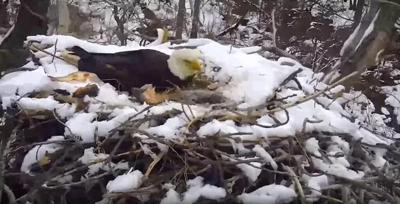 EagleCam shows heavy winds blow nest from tree; eaglet dies