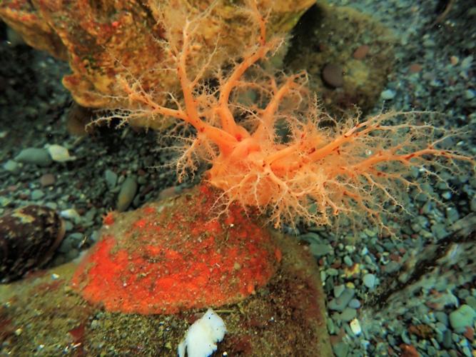 These sea cucumbers seem to have 'zombie' flesh that doesn't die when lopped off