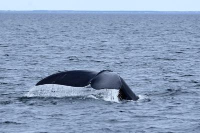 Search continues in the St. Lawrence River for entangled North Atlantic right whale