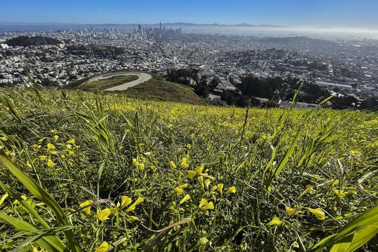 Will there be a 'superbloom' this year in California? Here's what to know