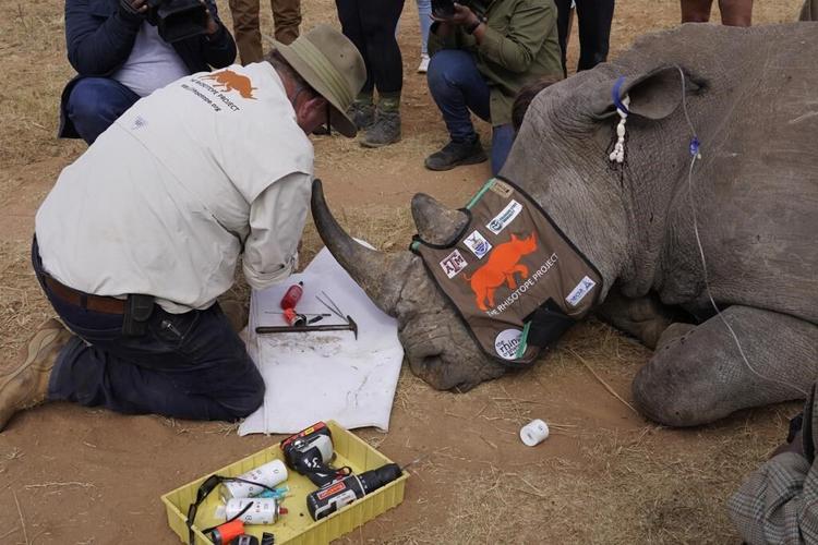 South African researchers test use of nuclear technology to curb rhino poaching