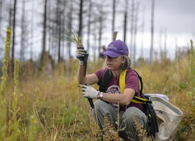 Volunteers help seedlings take root as New Mexico attempts to recover from historic wildfire