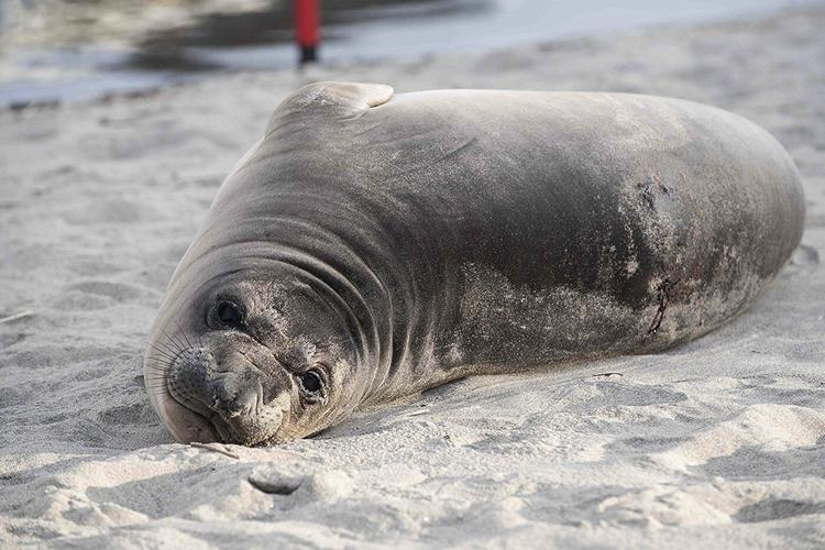 Baby seal stabbed on Oregon coast prompts search for suspect
