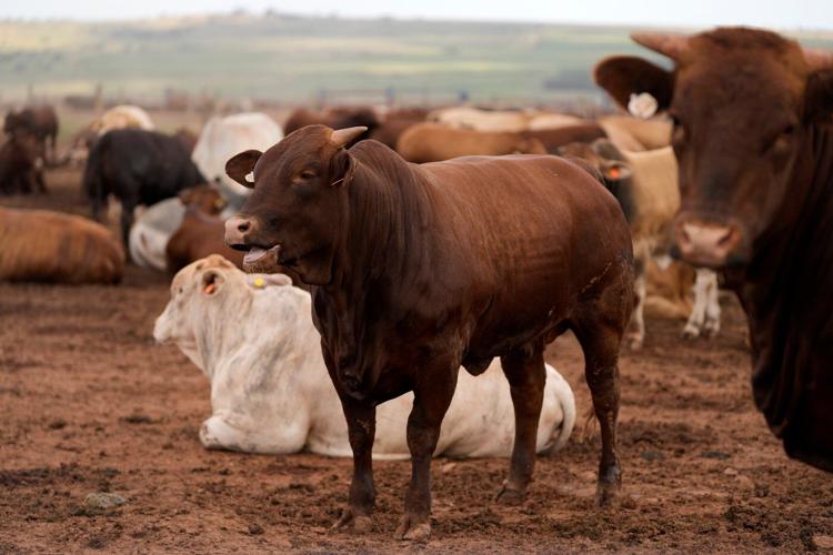 South Africa starts mass cattle vaccination program to halt foot-and-mouth outbreak