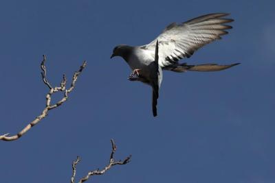 City of St. John's charges 70-year-old woman for feeding pigeons in her backyard